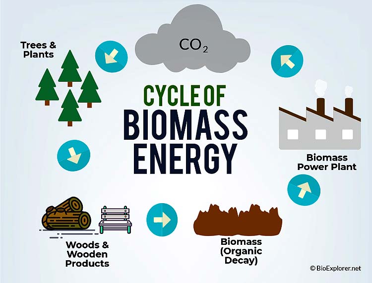 cycle of biomass energy