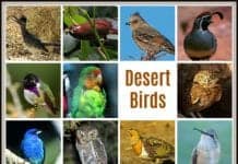 desert birds