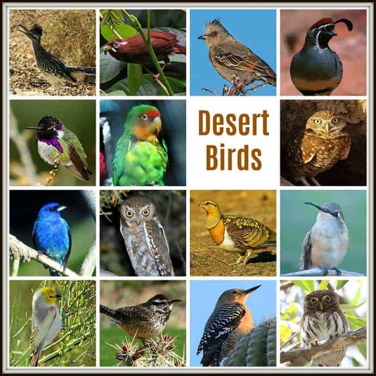 desert birds sounds