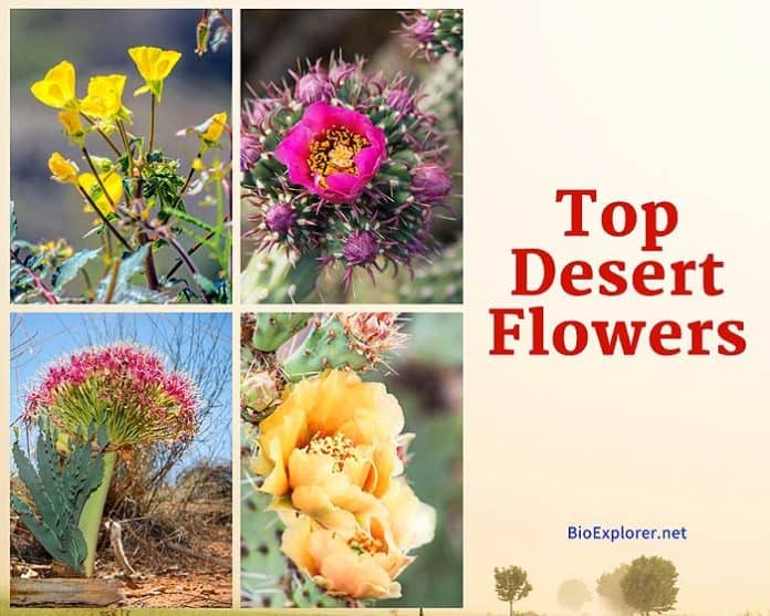 main thesis of desert flower