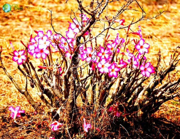 Desert Rose: Plant Care & Growing Guide