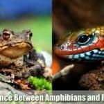 Difference Between Amphibians and Reptiles