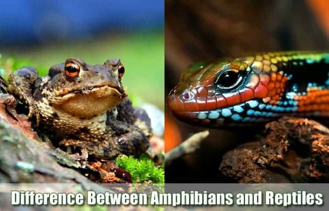 Similarities & Difference Between Amphibians and Reptiles | BioExplorer