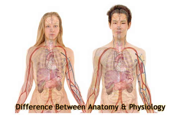 Difference Between Anatomy And Physiology BioExplorer Net