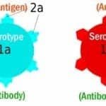 Differences Between Antibody and Antigen