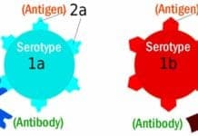 Differences Between Antibody and Antigen
