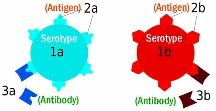 Top 8 Differences Between Antigen And Antibody Antigen Vs Antibody 7817