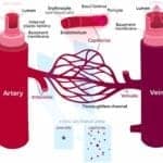 Differences between arteries and veins
