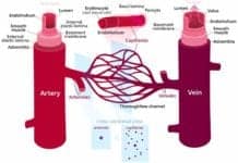 Differences between arteries and veins