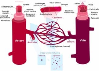 Differences between arteries and veins