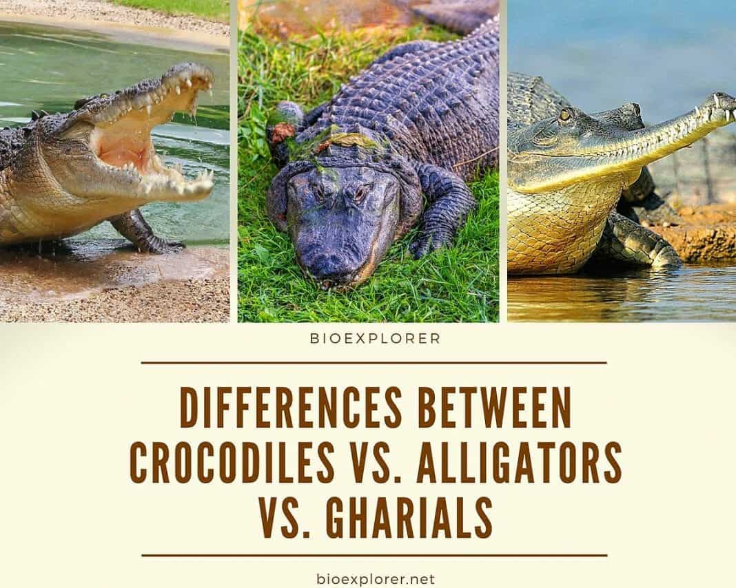 Differences Between Crocodiles and Alligators and Gharials ...