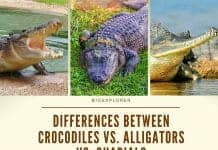 Differences Between Crocodiles and Alligators and Gharials