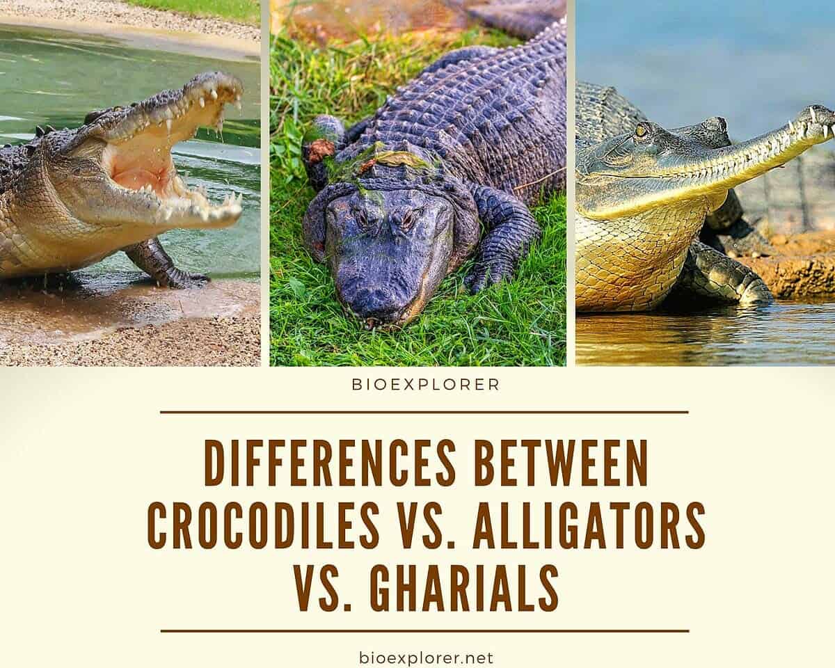 The differences between Crocodile, Alligator and Gharial