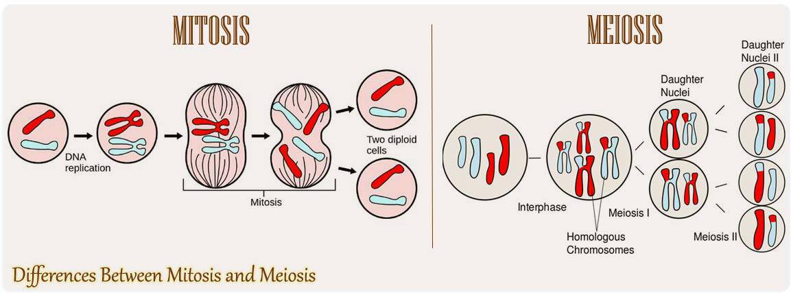 mitosis vs meiosis definition
