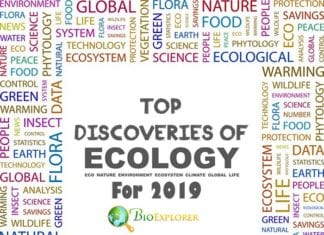 Discoveries in Ecology 2019