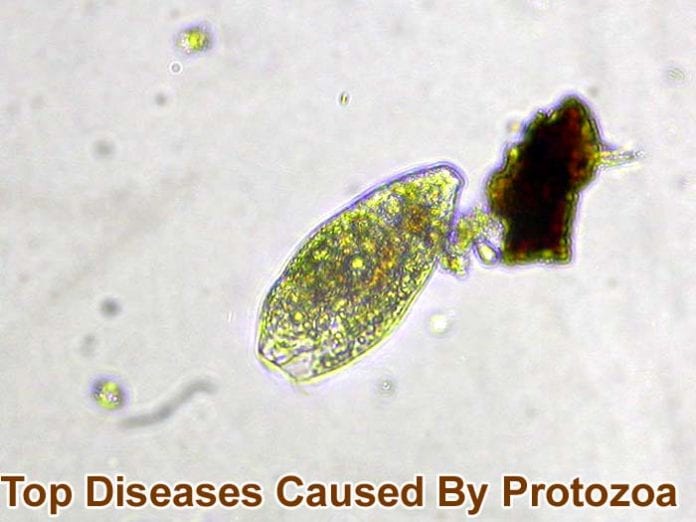 diseases caused by protozoa