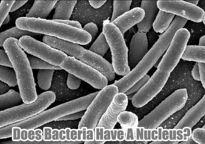 Do Bacteria Have Nucleus