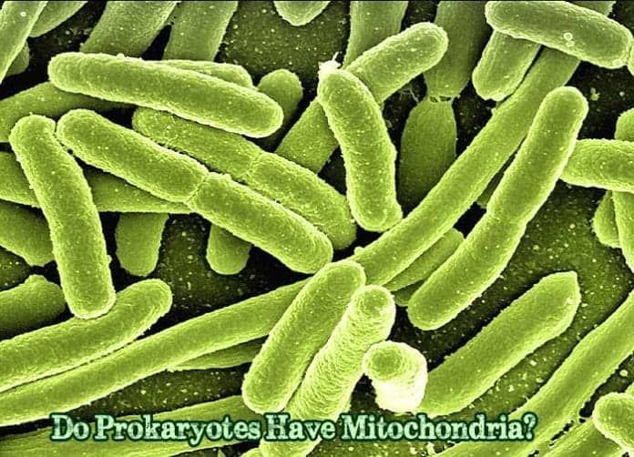 Do Prokaryotes Have Mitochondria?