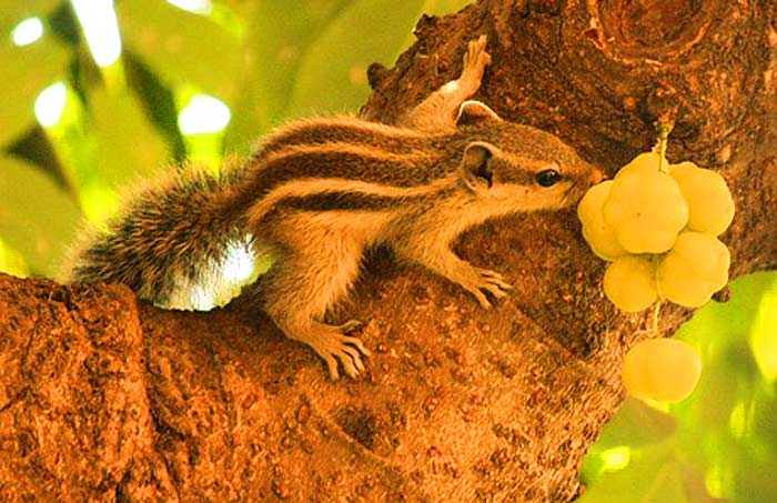 Do squirrels eat fruits?