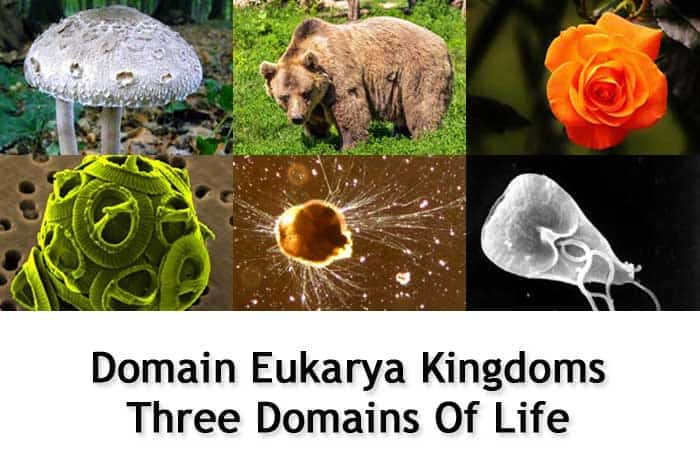 Domain Eukarya Kingdoms | Three Domains of Life | BioExplorer.Net