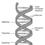 Double Helical Model of the DNA