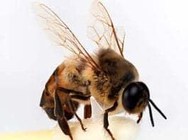 drone bee life span
