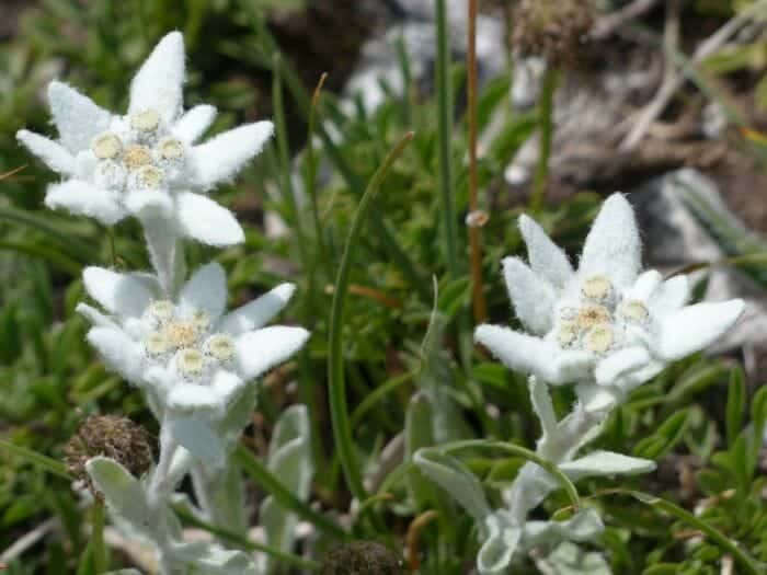 Edelweiss Wild Flower