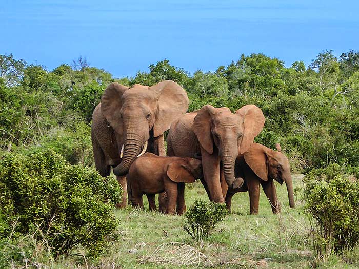 Elephant Family Facts