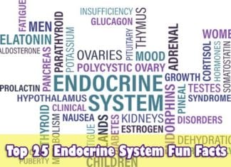 Endocrine System Fun Facts