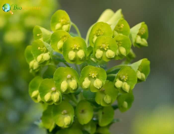 Euphorbias Flowering Plants