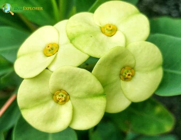 Euphorbias Flowers