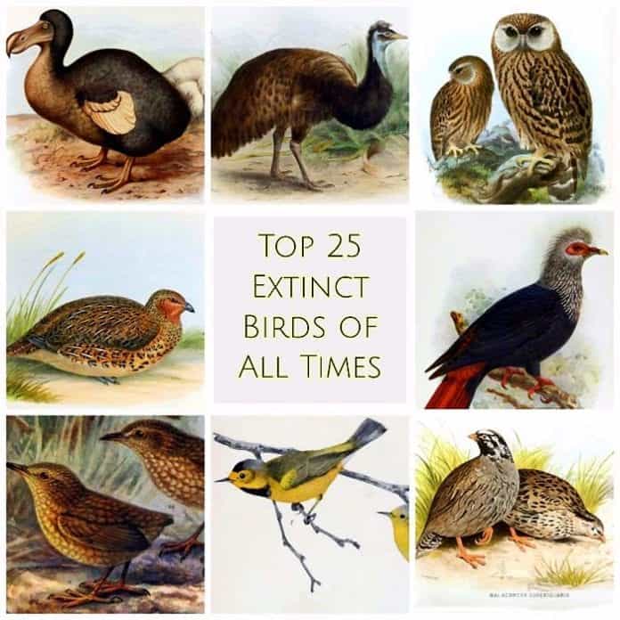 endangered species of birds and their names