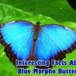 Facts about blue morpho butterfly