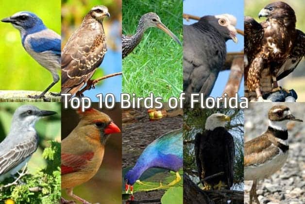 10 Stunning Native Birds Every Florida Visitor Needs to See