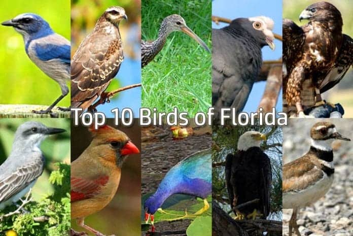 Florida Birds