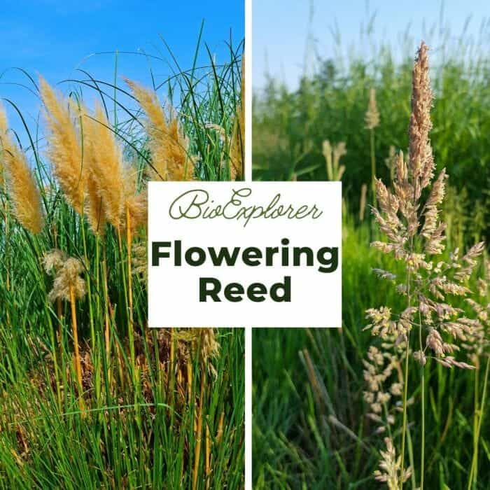 Flowering Reed