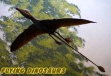 Flying Dinosaurs