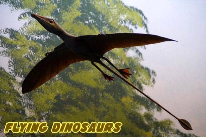 Flying Dinosaurs Names  Pterodactyl, Quetzalcoatlus, & Dimorphodon