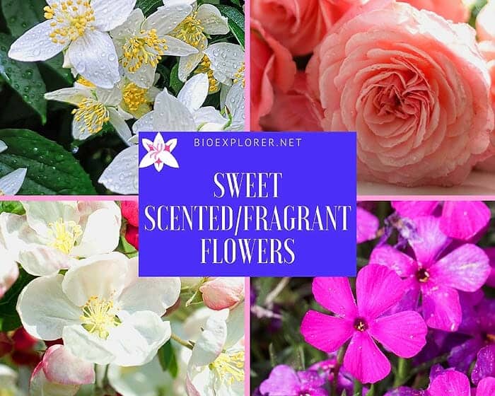 Top 50+ BEST Fragrant Flowers | Smelling Flowers | Scented Flowers