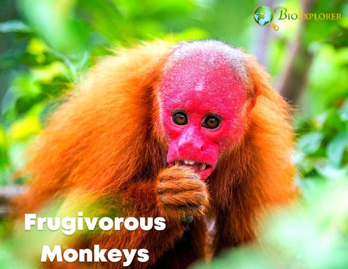 Frugivorous monkeys