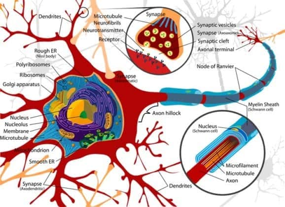 Top 38 Nervous System Fun Facts Best Brain Fun Facts Updated 2023 7505