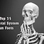 fun facts about the skeletal system