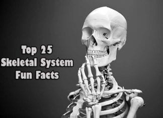 fun facts about the skeletal system