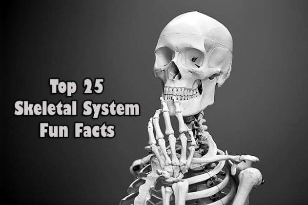 Top Skeletal System Fun Facts Updated BioExplorer