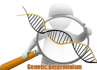 Genetic Determinism