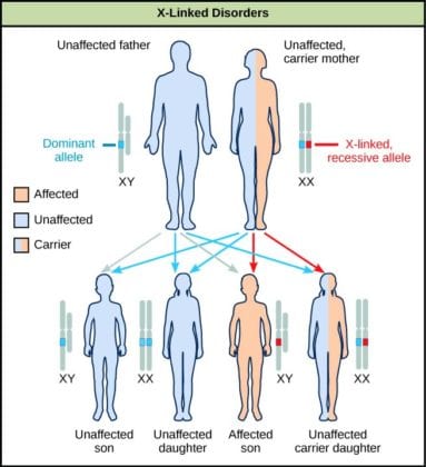 Genetic Determinism | Biological Determinism | History, Types & Concepts