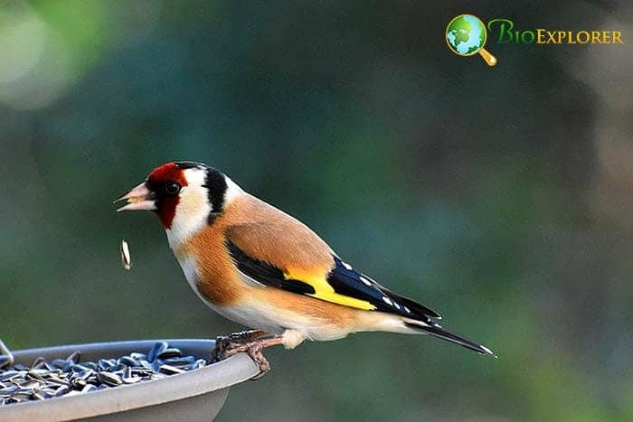 Goldfinches In Animal Food Chain