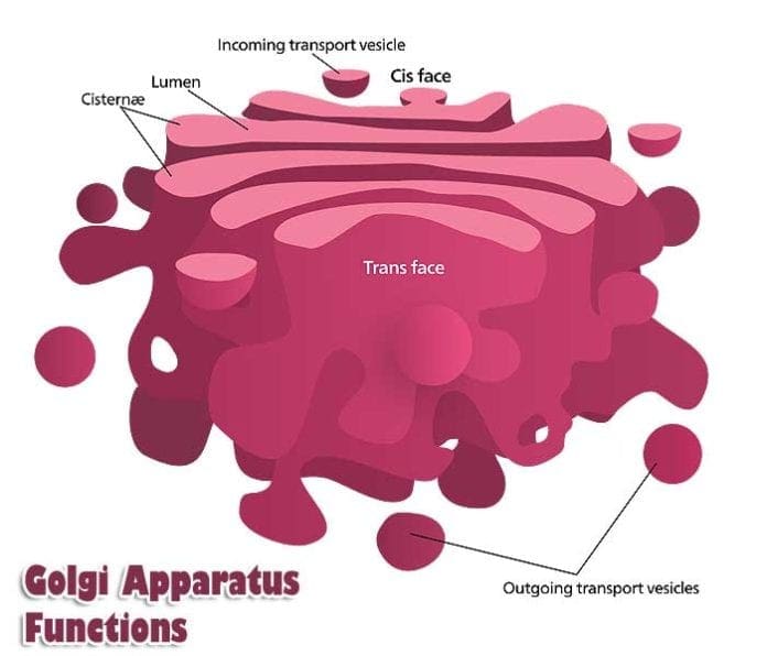 Golgi Apparatus Functions