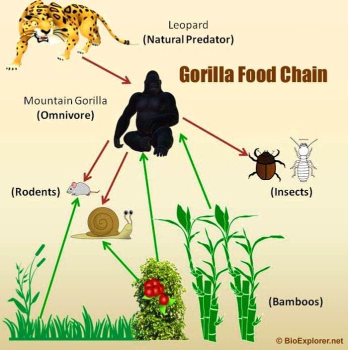 What Do Gorillas Eat? | Gorilla Food Chain | Silverback Gorilla Foods