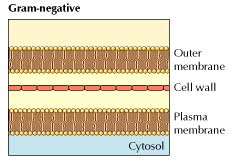 3 characteristics of gram negative bacteria cell wall